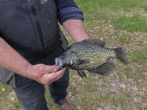 post spawn crappie|crappie spawning season.
